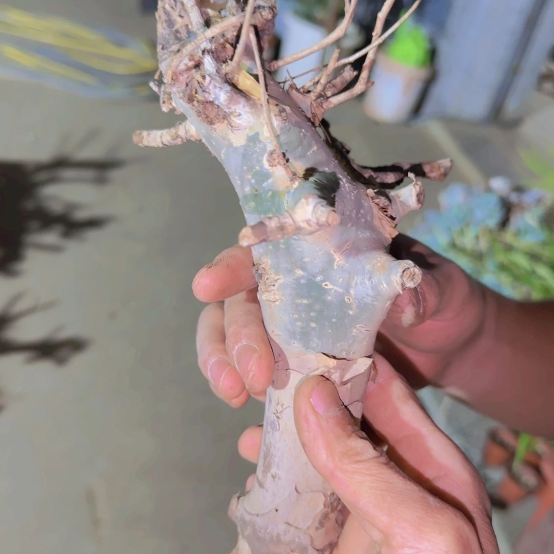 哈***哈块根植物块根植物