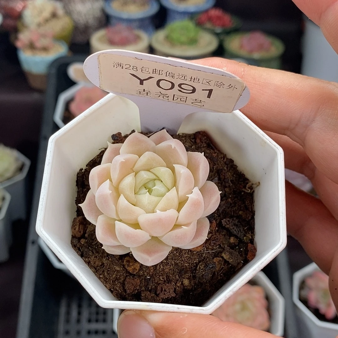 ****影0091 白月影 4cm