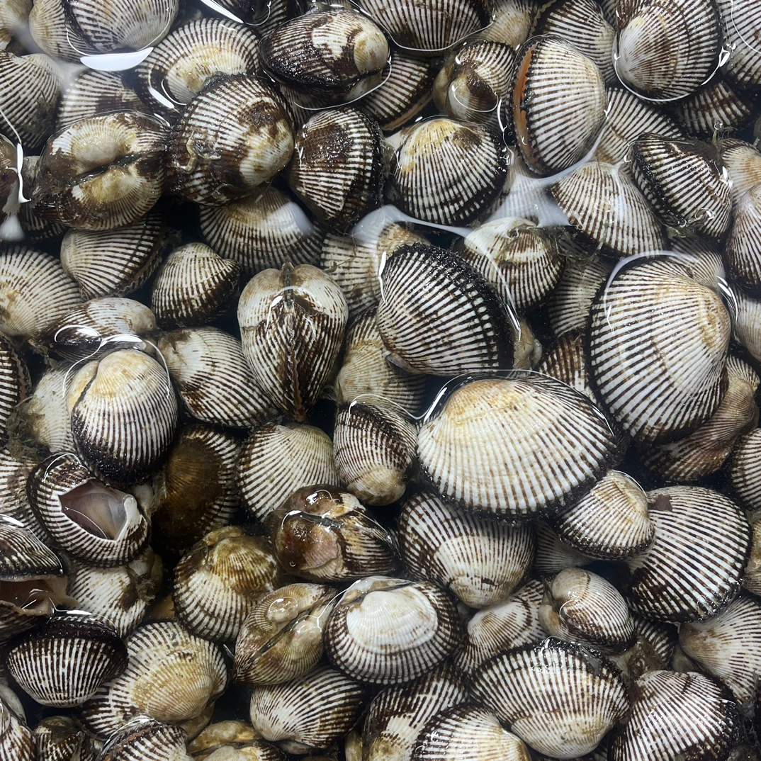 鲜活毛蚬子1斤500g