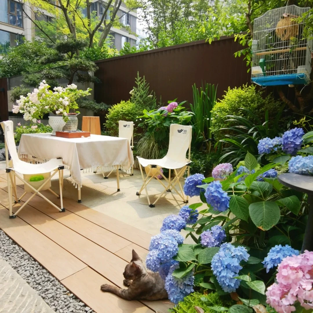 绣球花苗无尽夏阳台大花绣球基地绿植花卉盆栽