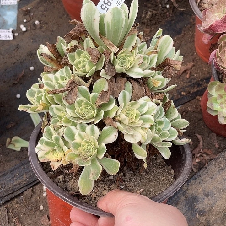 285迈巴赫多肉植物福利