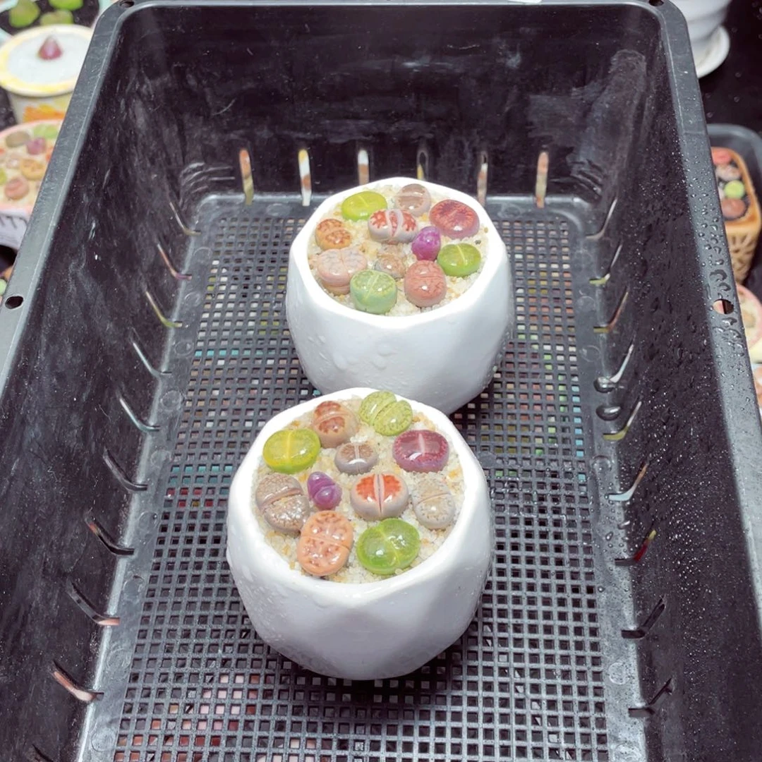 w6127棱形盆一份一盆量拍