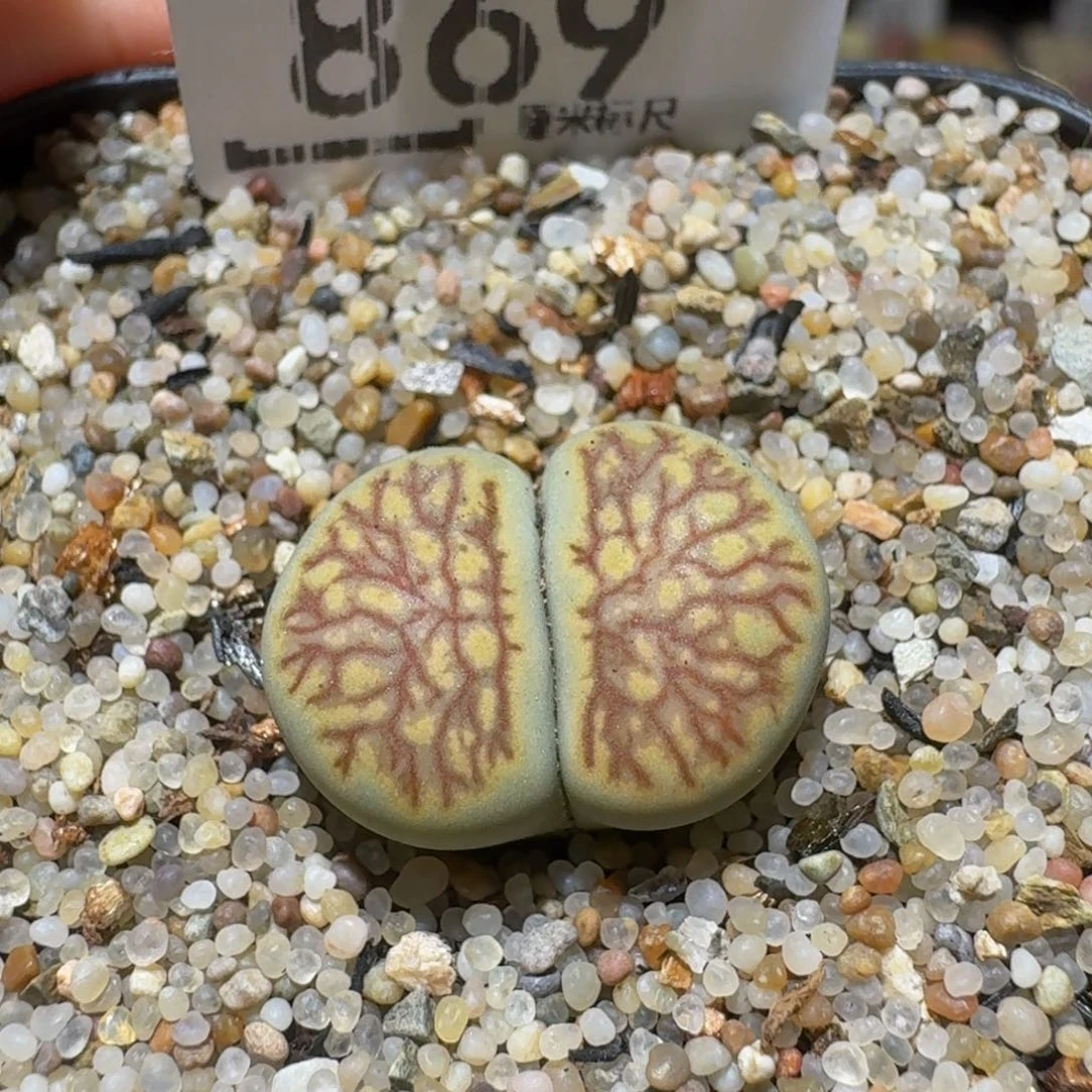 Sssss生石花肉869黄绿菊