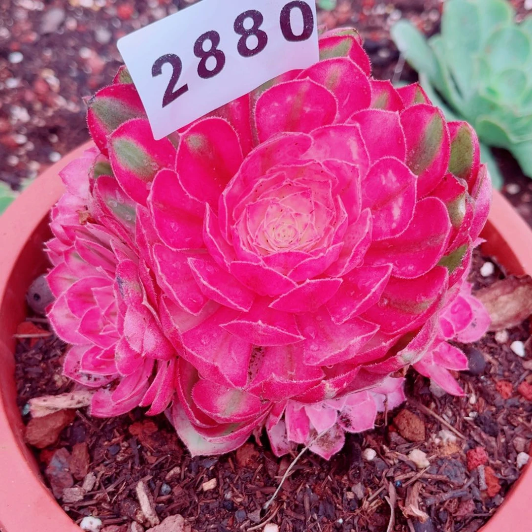 孔雀绿翎不售后发货多肉