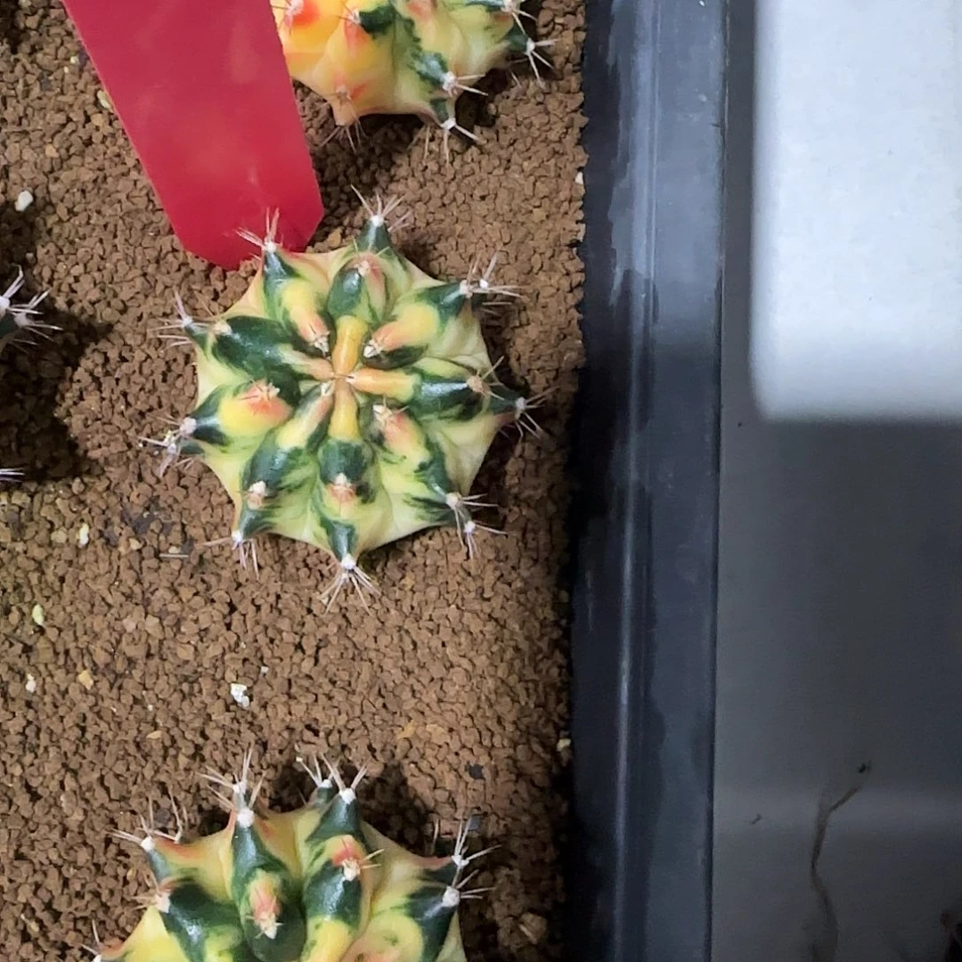 L754-1219泰国发货 白马