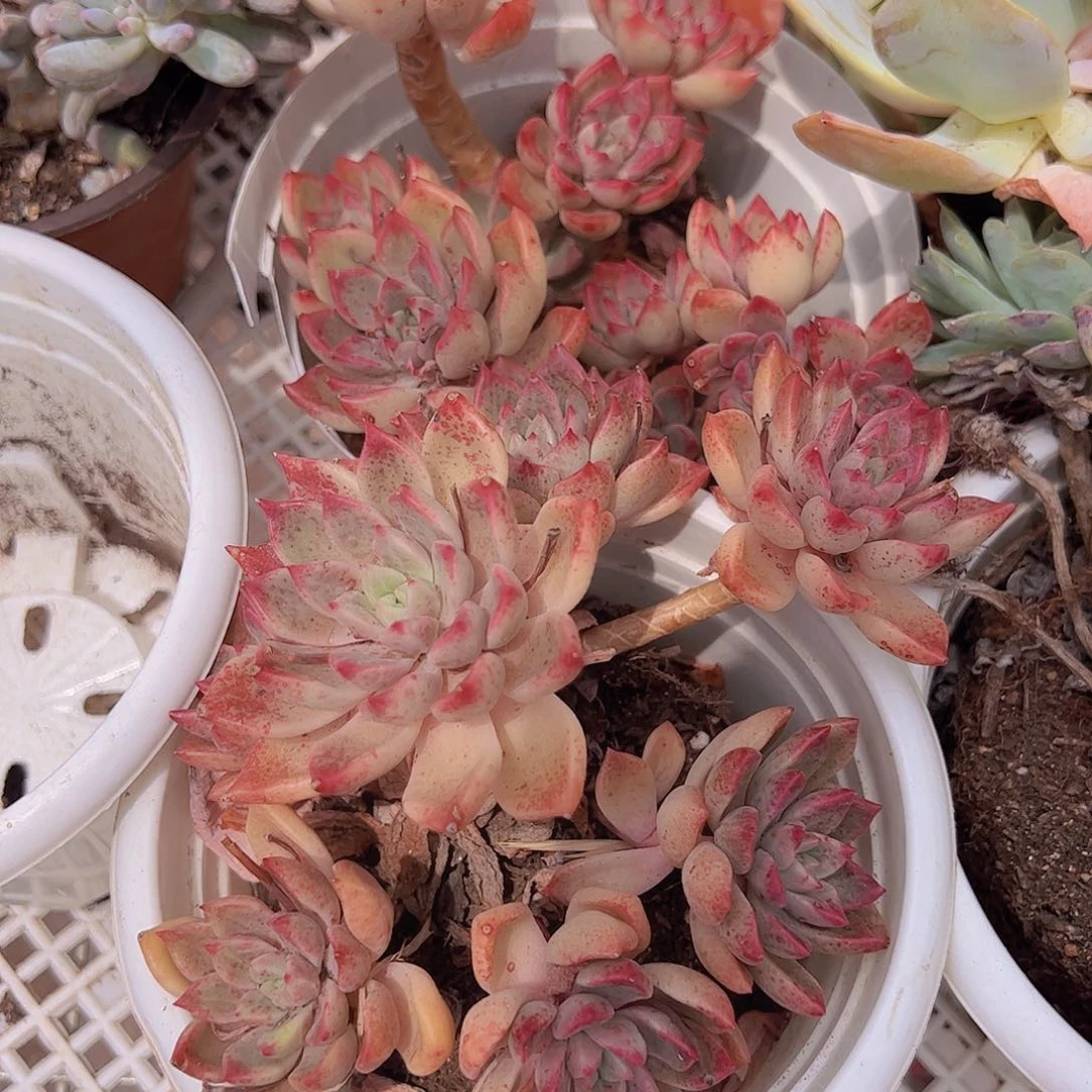 油漆桶老桩整装多肉植物