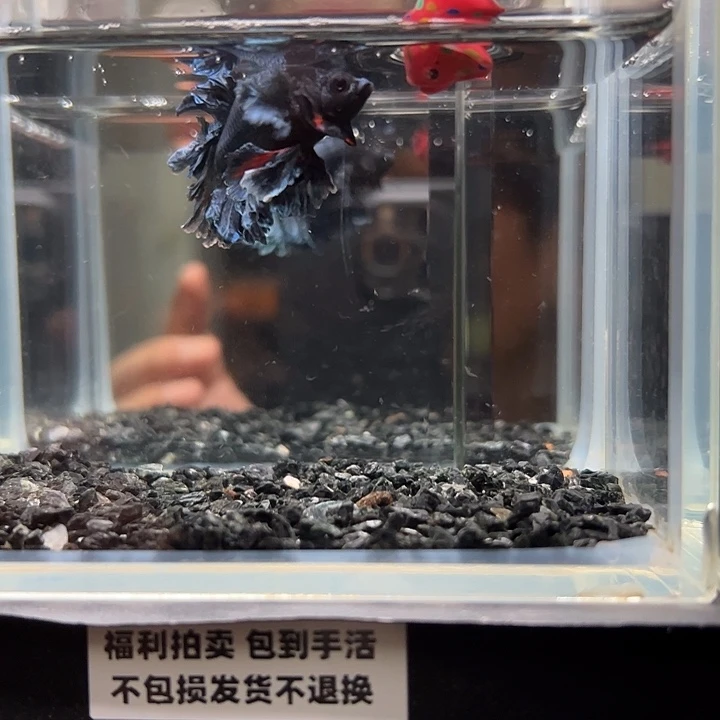 斗鱼竞拍跑单拉黑24日15