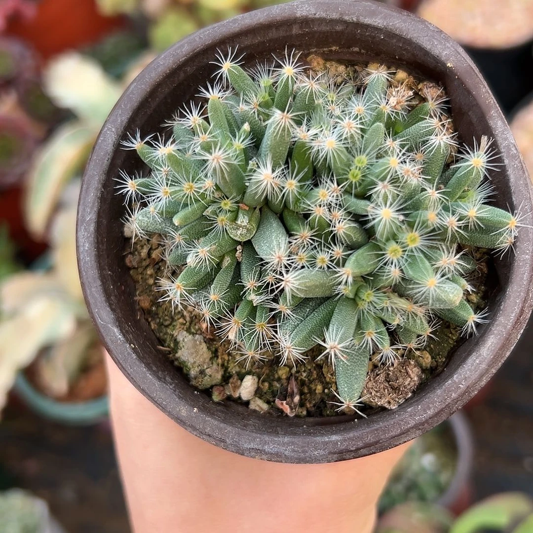 紫晃星杜呃人呢哦哦哦哦