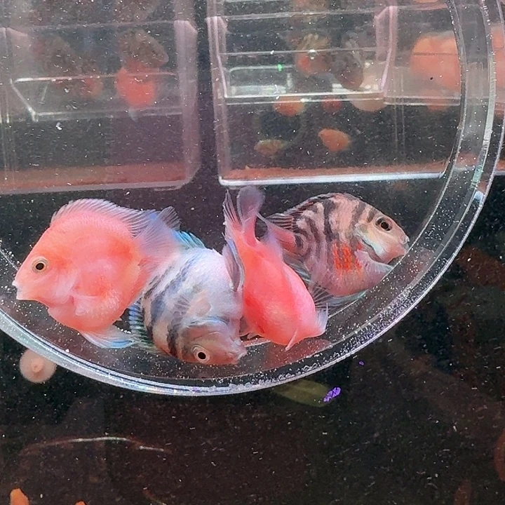 鹦鹉鱼迷你鹦鹉鱼