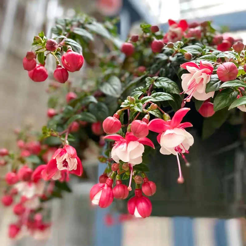 垂吊灯笼花吊钟海棠盆栽(花期长)阳台开花植物