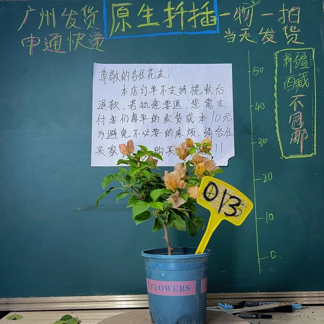 当前无花栽培后可以开花落日013