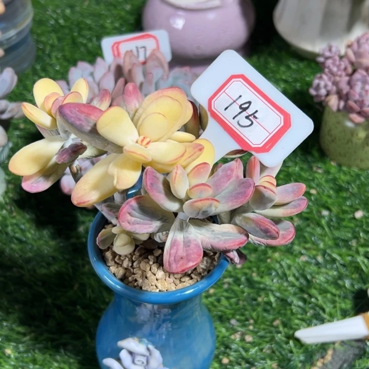 阅***财195乒乓福娘锦一物一拍58