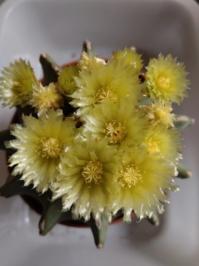 无刺王冠龙，实生仙人球，直径13cm