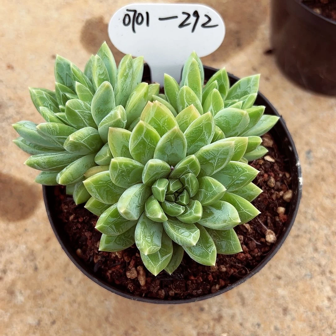 0701-292水晶萝莉