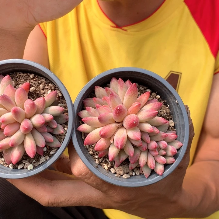 虞美人一颗25.8 云瑞多肉