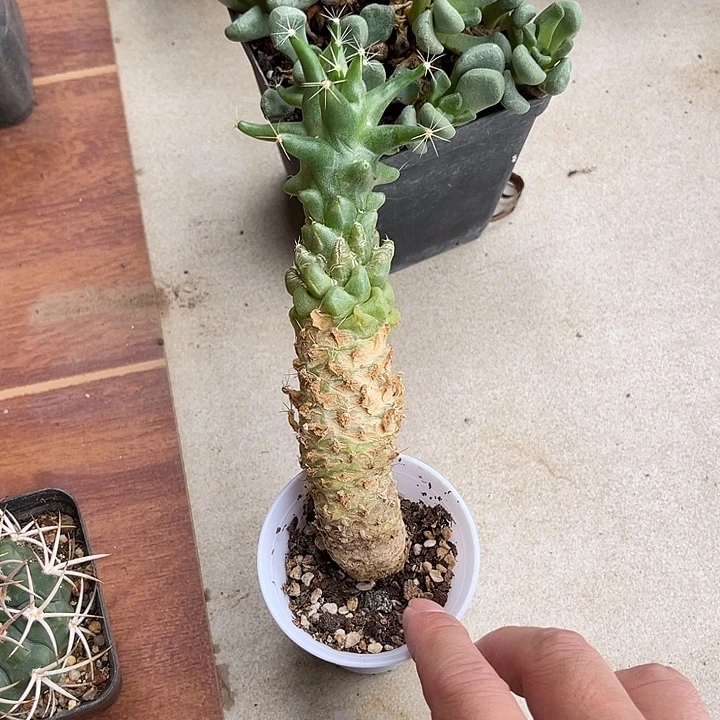 无花朵泰姬莲老桩