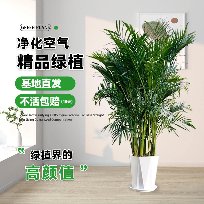 富贵椰子1.2米-1米4客厅办公室净化空气绿植四季常青好养活乔迁