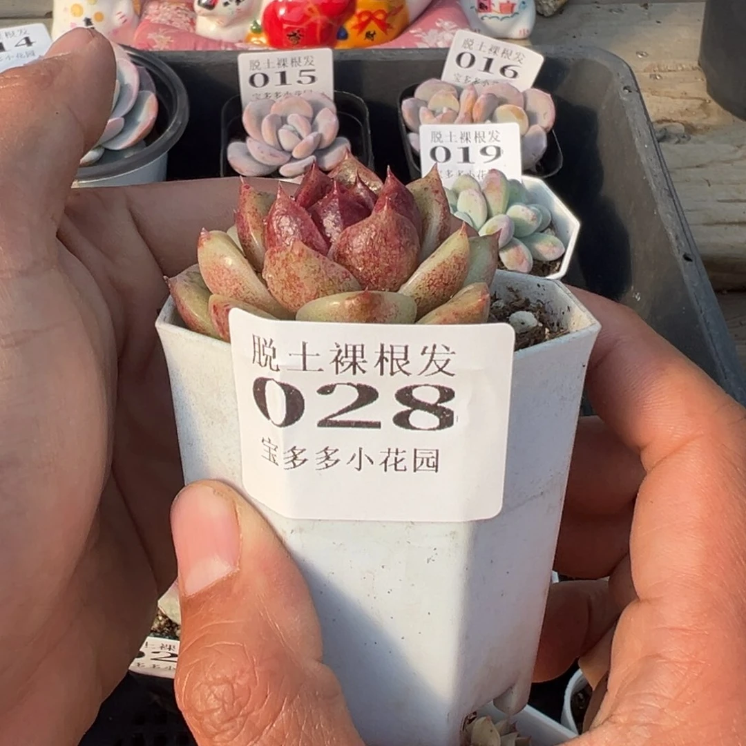 暗夜玫瑰多肉满28包邮脱土发