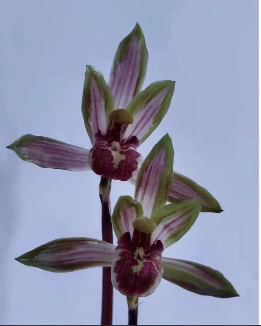 秋芝朱金中透（彩云之巅）2苗连体特壮 脱盆裸根发货