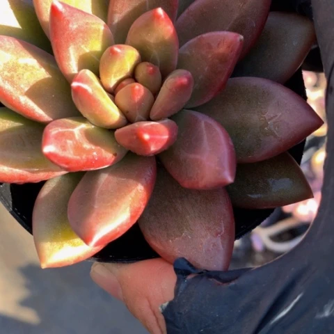 迷雾泡泡。