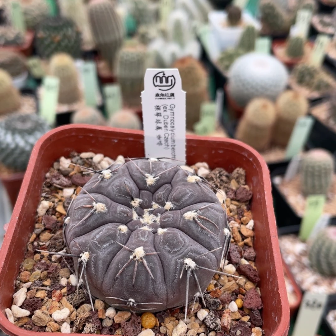 鹿角柱实生仙人球咖啡