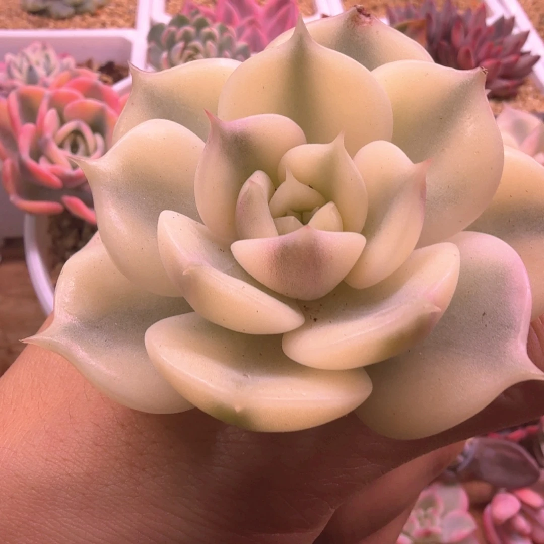 贝加尔湖锦 福利 福利