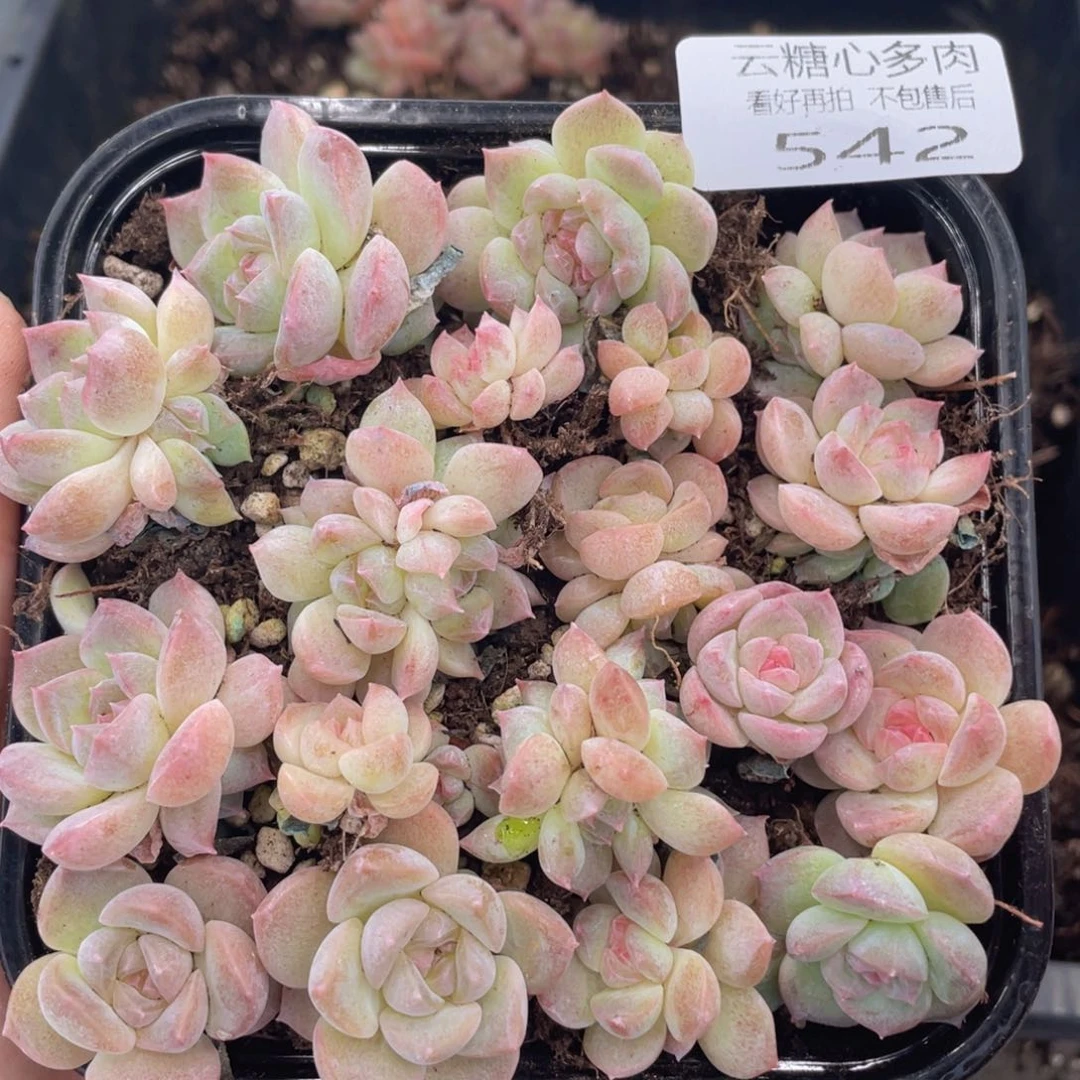云糖心多肉植物542