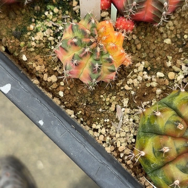 351-0808泰国发货多肉