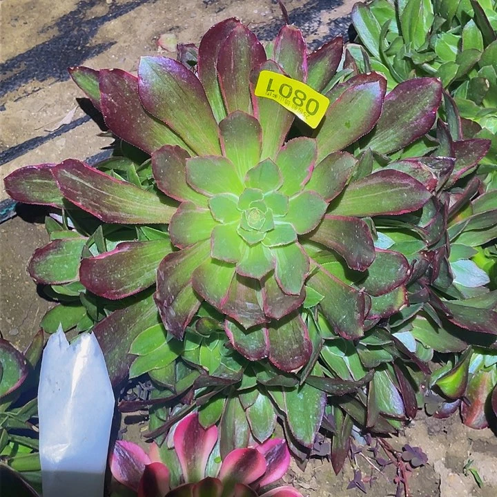 1080浣纱多肉植物