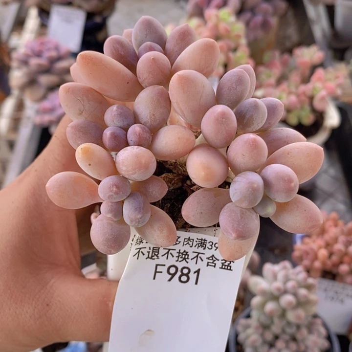 黄金手指奶老桩7cm981多肉植物