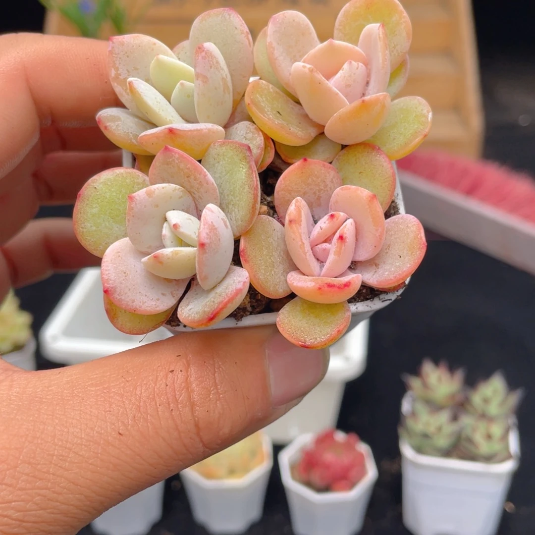 1颗奶茶小苗多肉9.9包邮发货