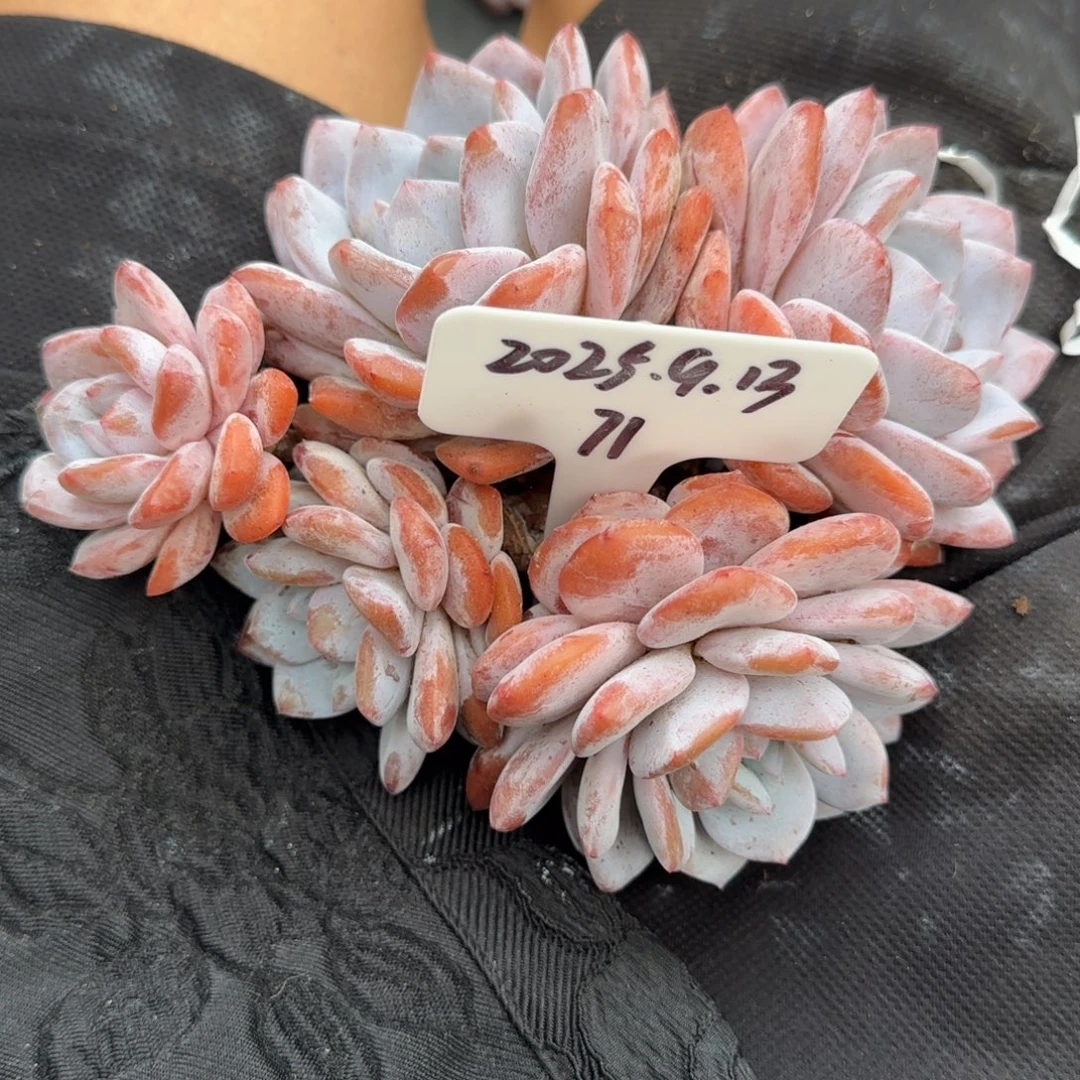 一物一拍奶盖群71