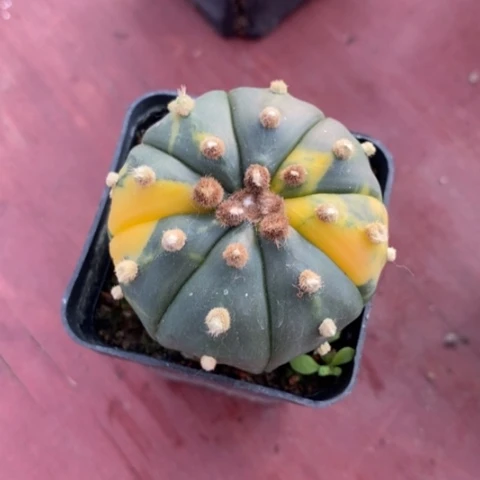 实生兜锦单4仙人球