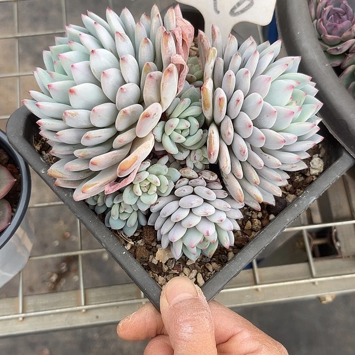 两单包邮，一物一拍8星星橙