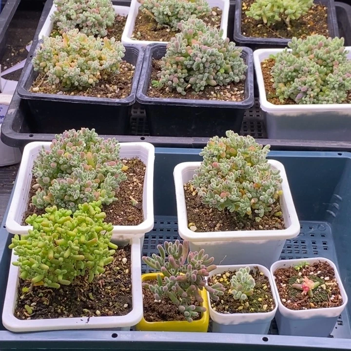 ਹ****、646一人两筐。