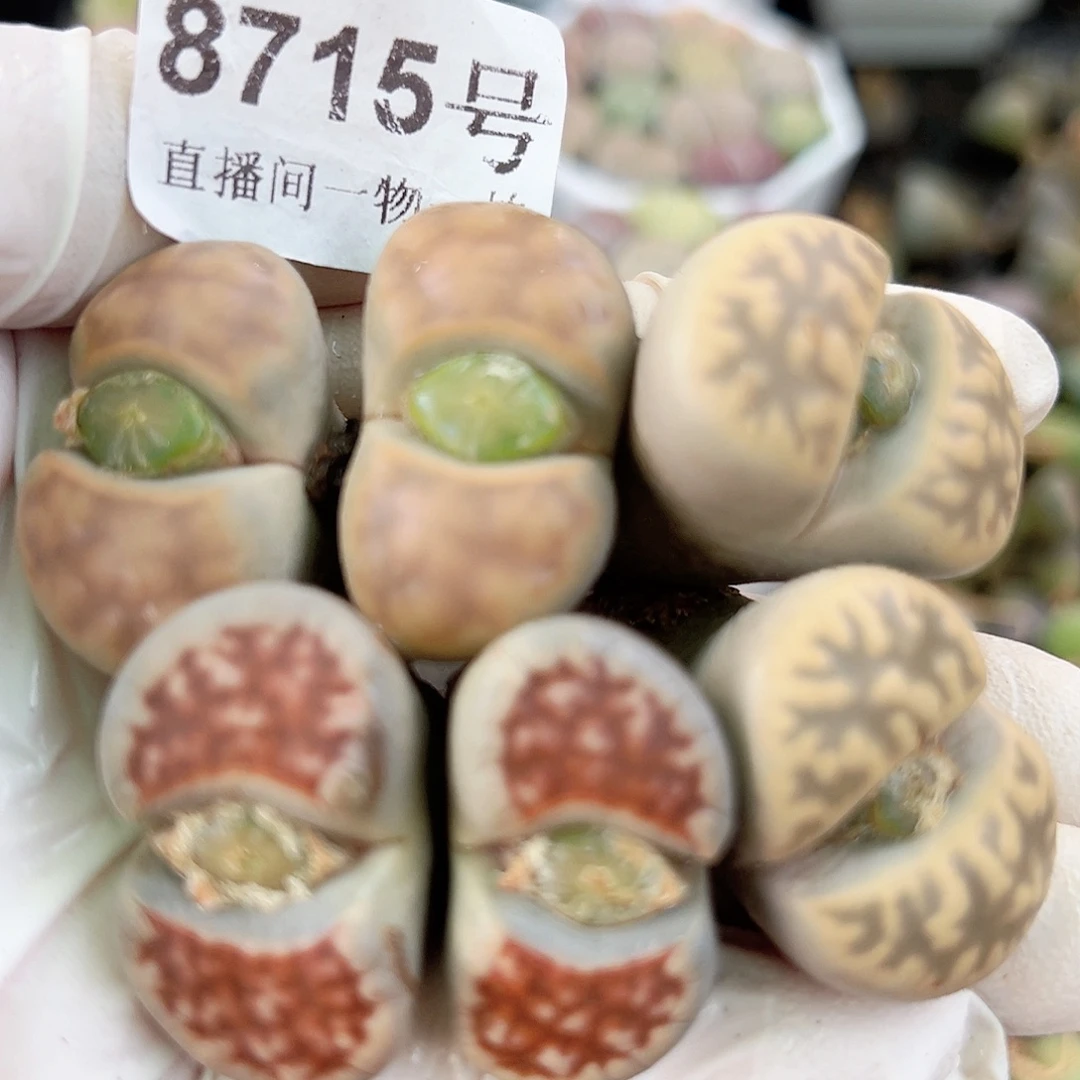 8715 好养易活生石花大母本双头三颗