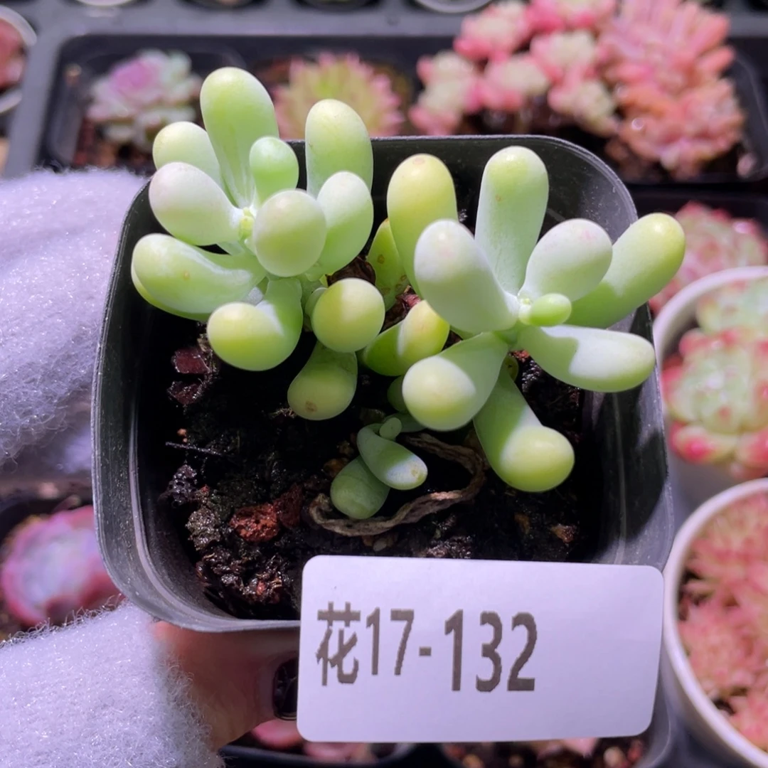 花利美17-132香蕉美人