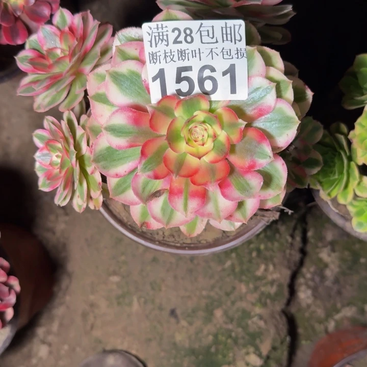 1561南倾城多肉植物