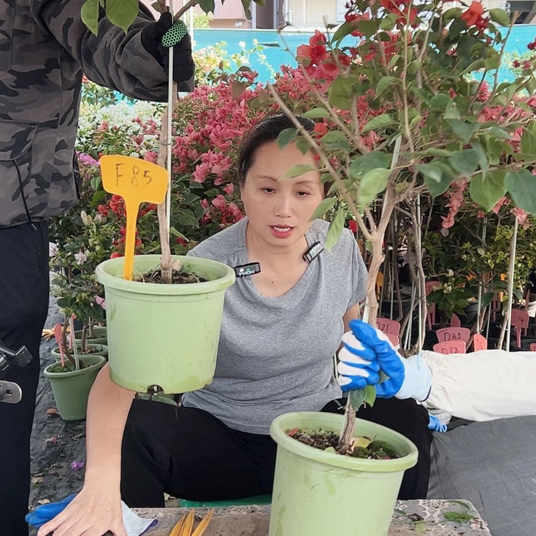 宝***大部分花苞少量开放F85不甜