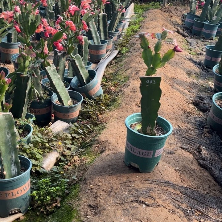 18感083红0000000000