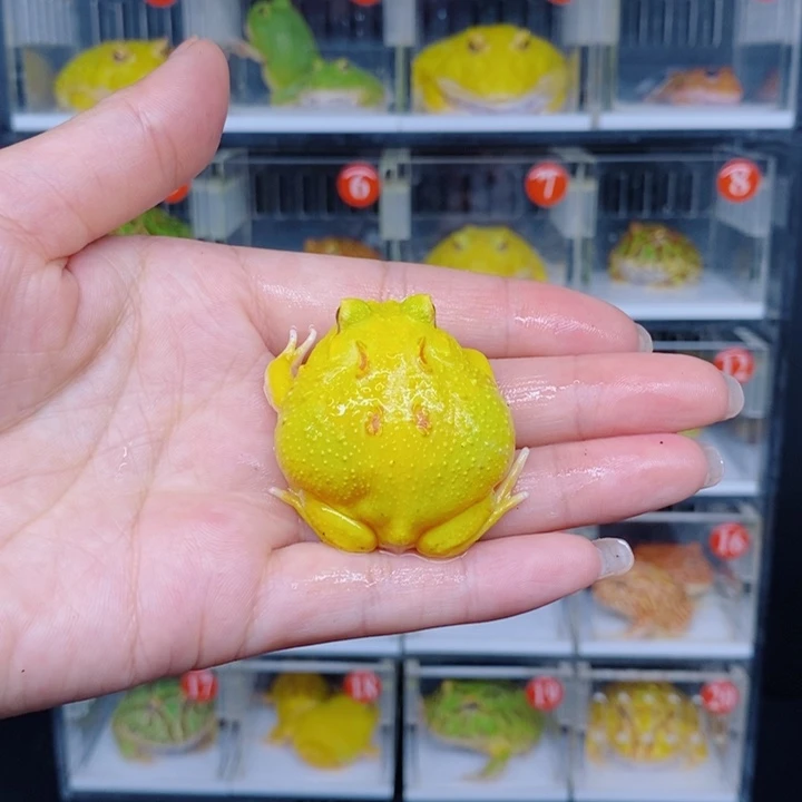 角蛙恭喜发财大吉大利