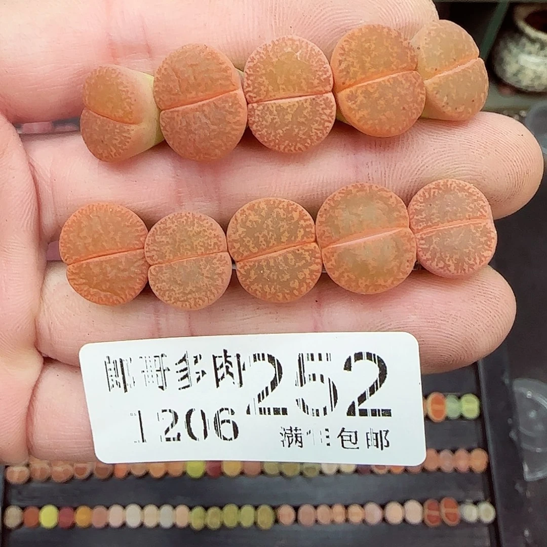 满满18包邮1204-252