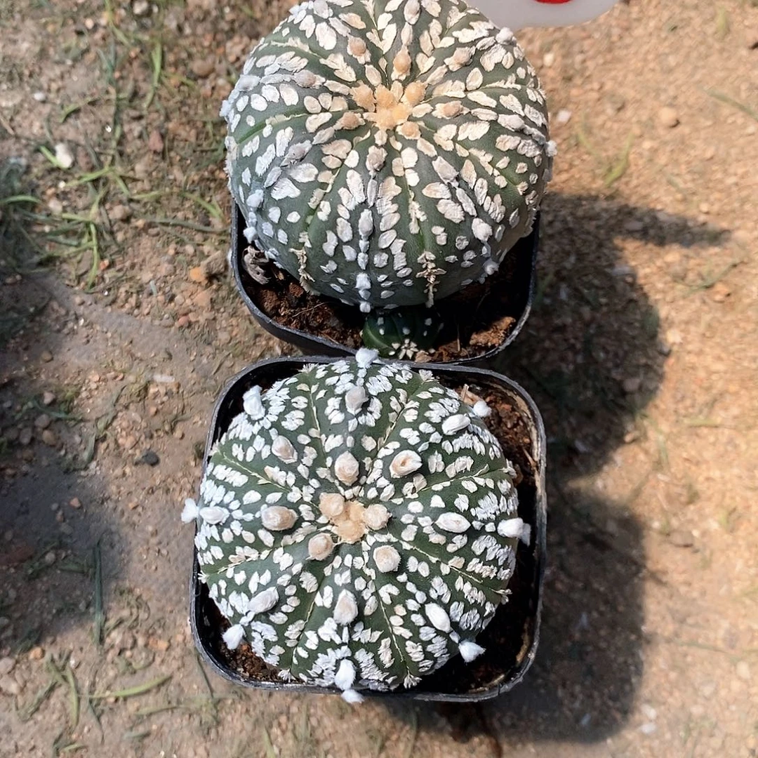 *****605两颗超兜福利大礼包