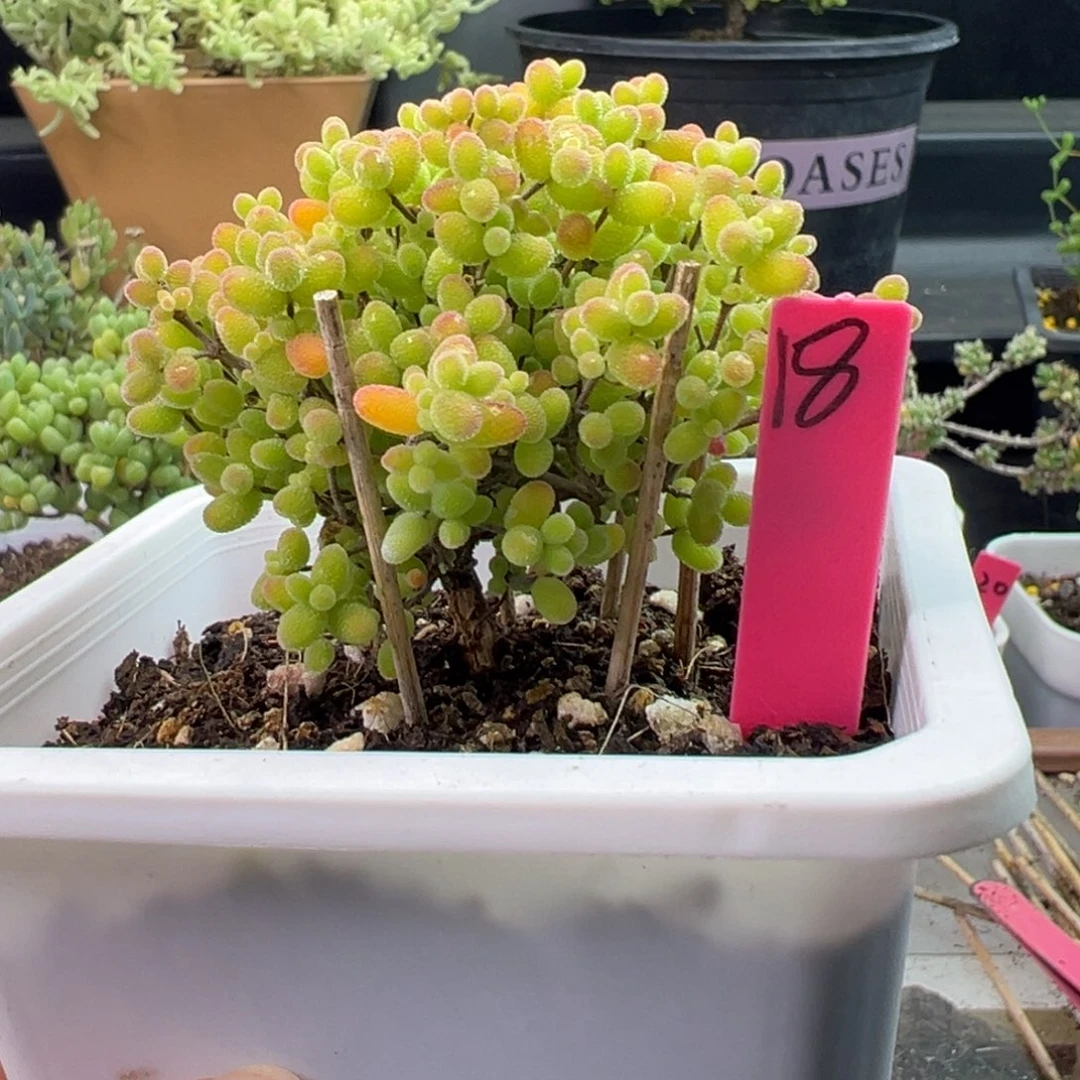 蜜橘糖球18号10cm盆