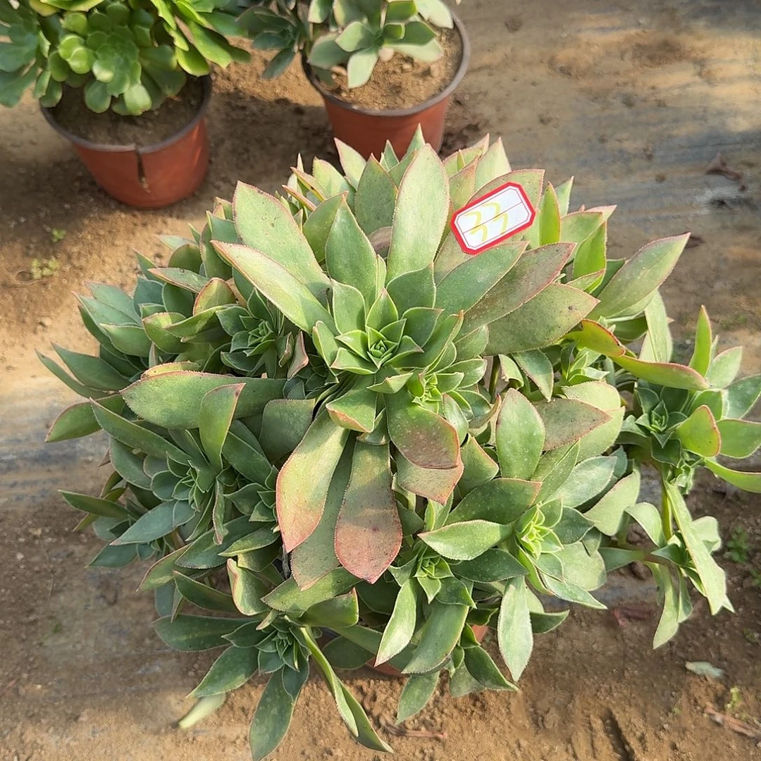 多肉植物红叶33号的