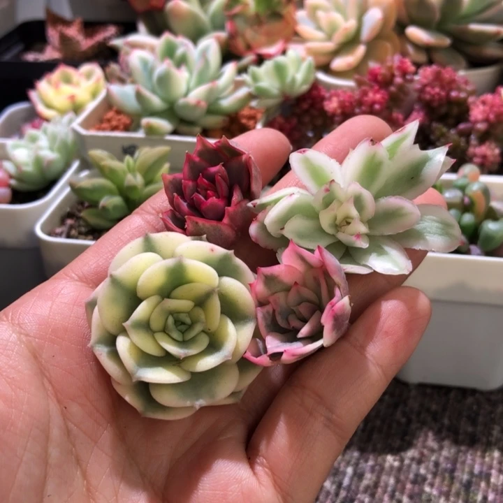 多肉锦组合砍头组合2