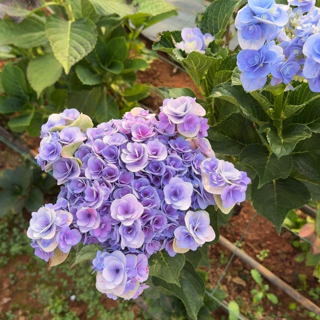 大部分花苞少量开放43