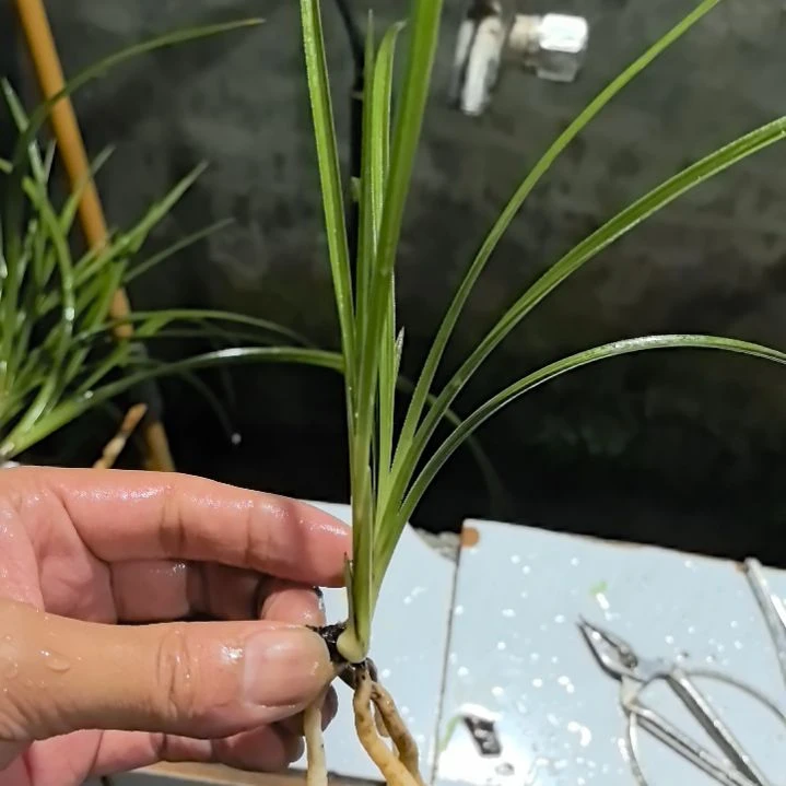 完全开放蕙兰天青素子母苗中等苗