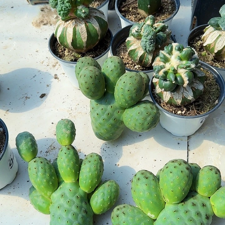 用***2无花朵三个落地大绿皮陨石坑习