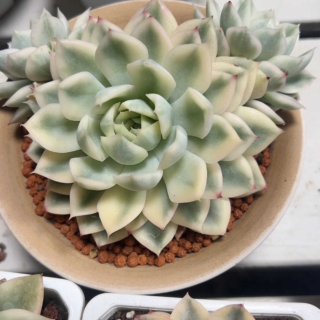 月亮仙子锦带两个 侧芽